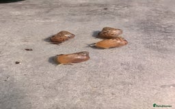 Snails invertebrates for sale: Baby African Land Snails - Image 4