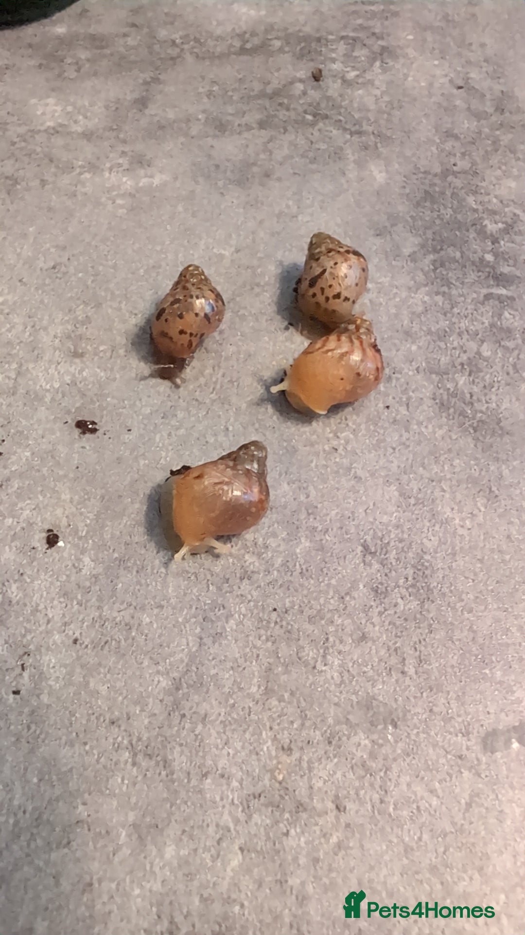 Snails invertebrates for sale: Baby African Land Snails - Image 4