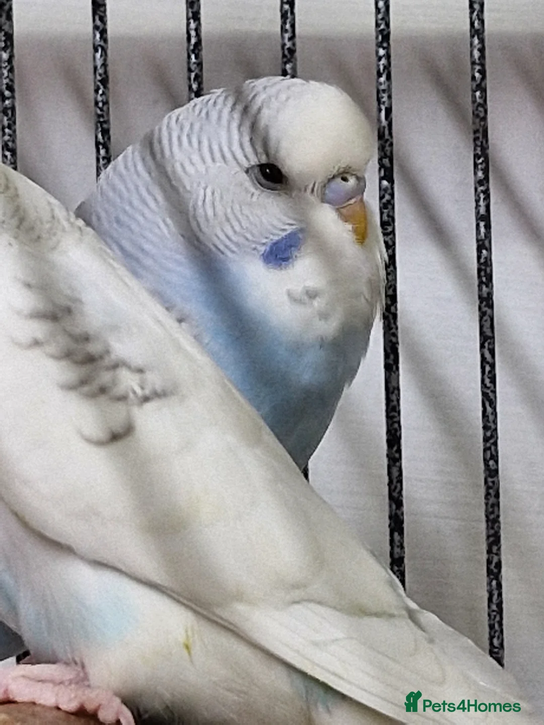 Budgerigars birds for sale: Baby Budgies 8 weeks old - Advert 2