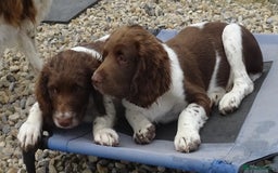 English Springer Spaniel dogs for sale: Two Gorgeous Boy English Springer Spaniel Puppies  - Image 30