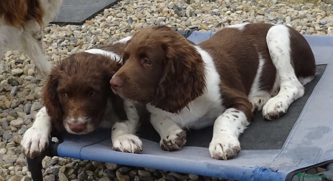 English Springer Spaniel dogs for sale: Two Gorgeous Boy English Springer Spaniel Puppies  - Image 30