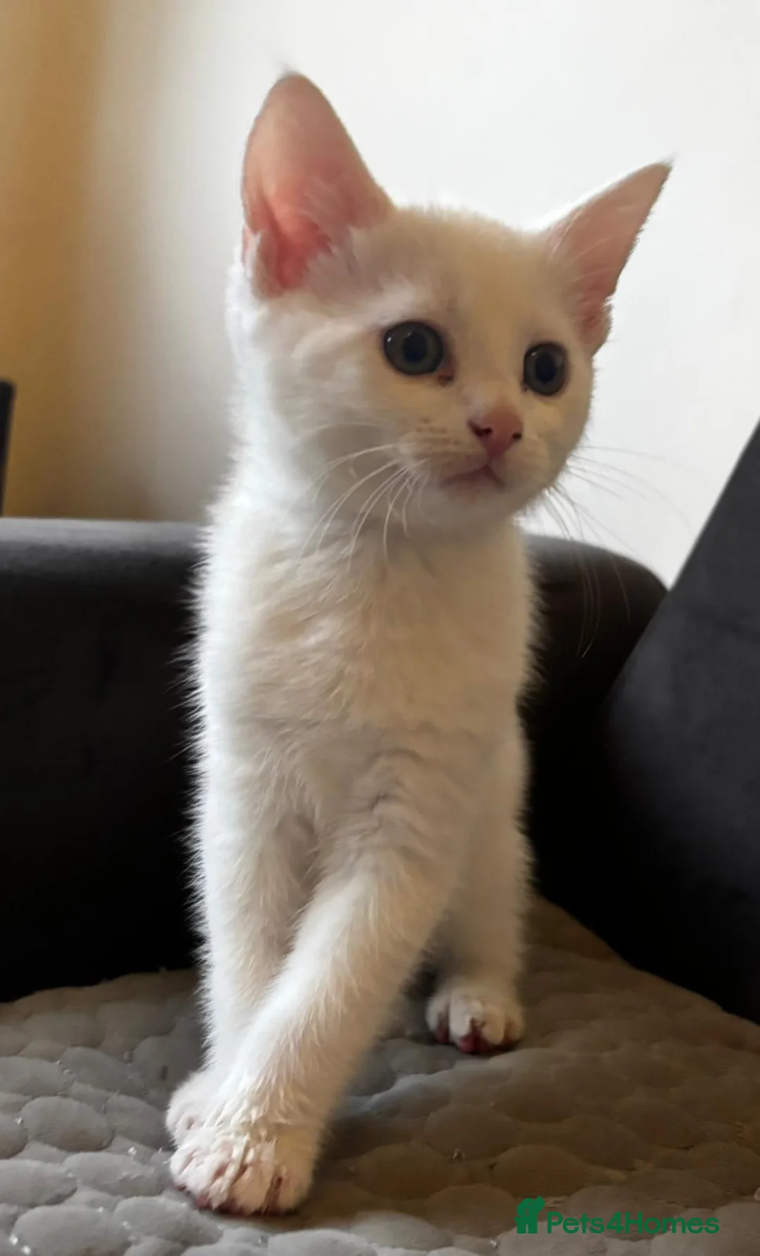 British Shorthair cats for sale: 2 Male Kittens Ready Now - Advert 2