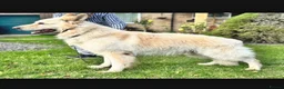 German Shepherd dogs for sale: EXCEPTIONAL WHITE GERMAN SHEPHERD PUPPIES FOR SALE - Advert 19