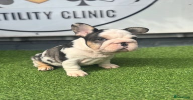 French Bulldog dogs - Advert 15