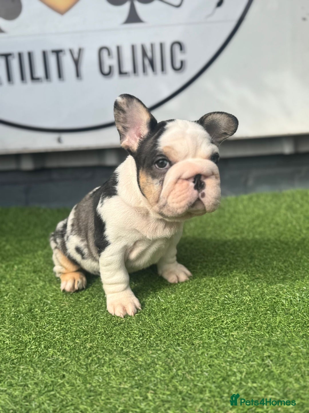 French Bulldog dogs for sale: Beautiful boys excellent quality - Image 2