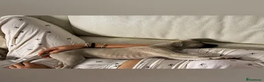 Whippet 1