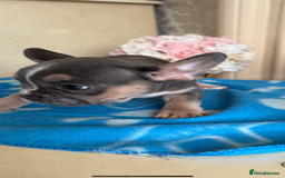 French Bulldog dogs for sale: French Bulldog Puppies 3 Male 4 Female  - Image 13