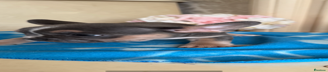 French Bulldog Puppy 5