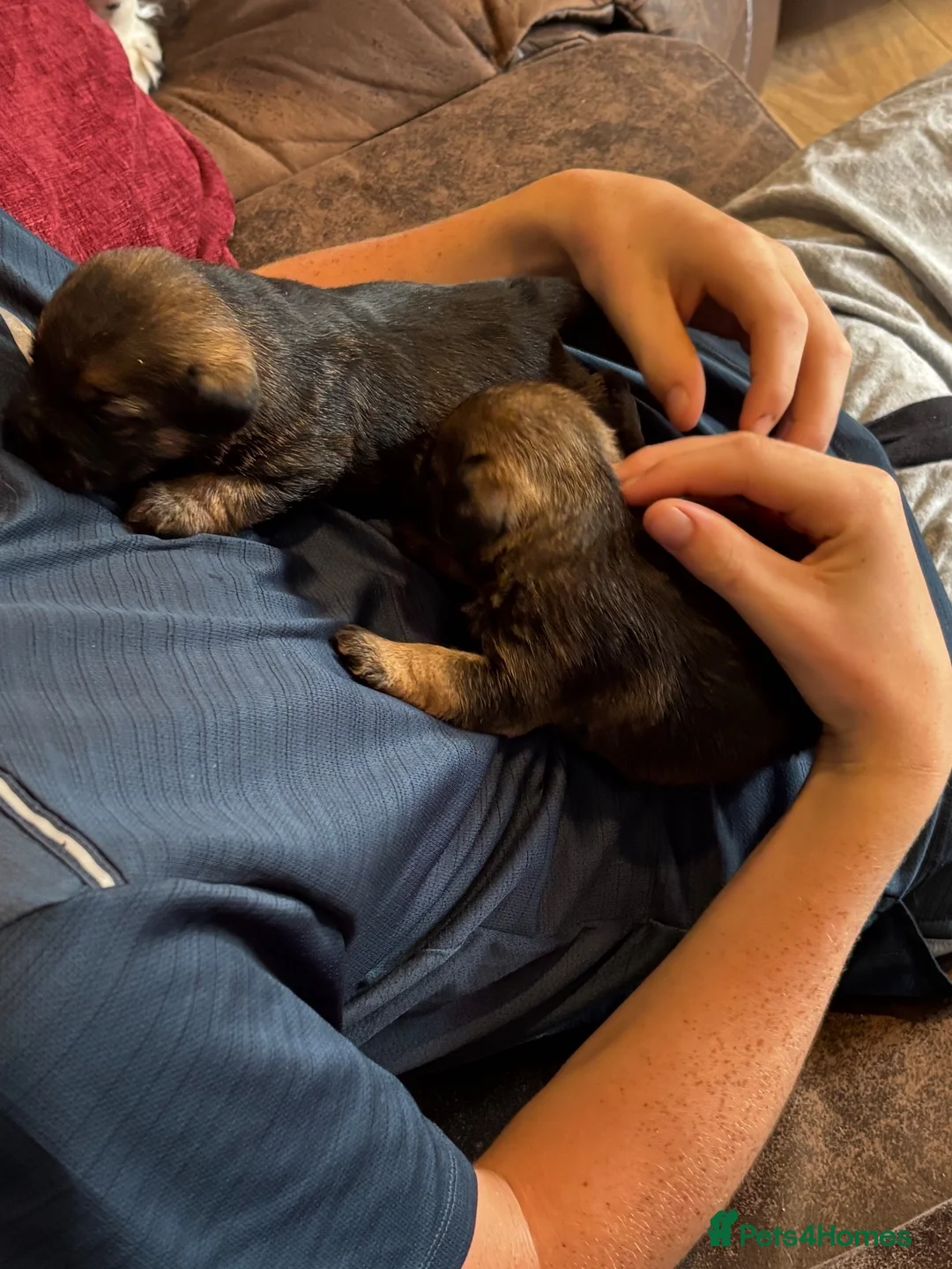 Border Terrier dogs for sale: Beautiful kc reg Border terriers  - Advert 12