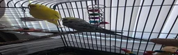 Budgerigars birds for sale: Bonded male/female budgies in Cwmbran - Advert 3