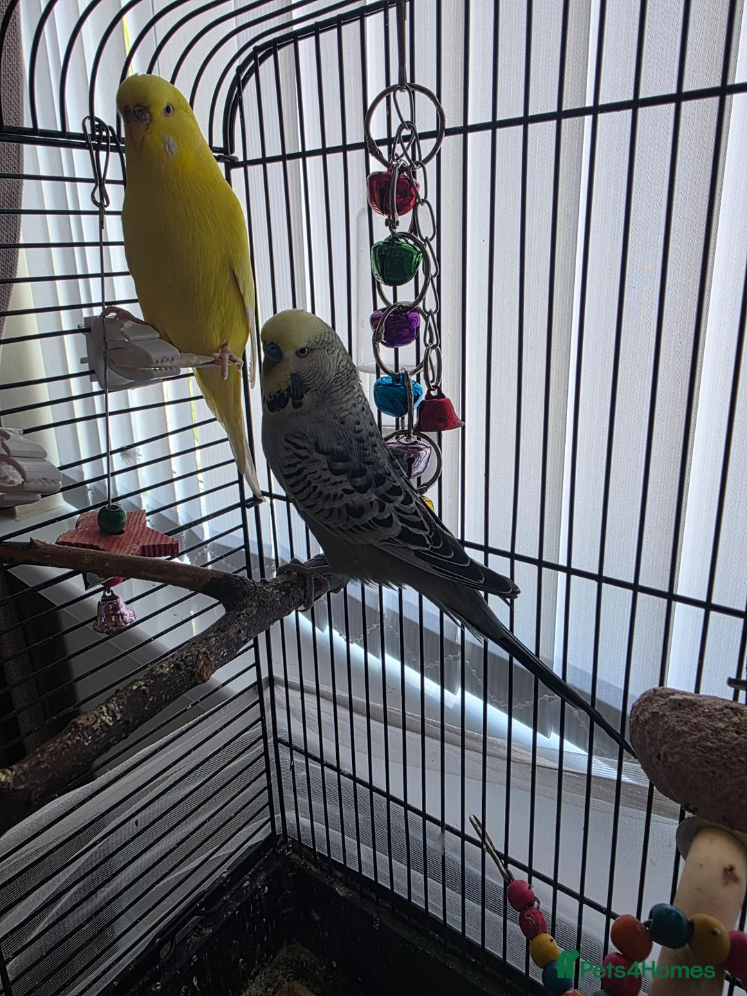 Budgerigars birds for sale: Bonded male/female budgies in Cwmbran - Advert 3