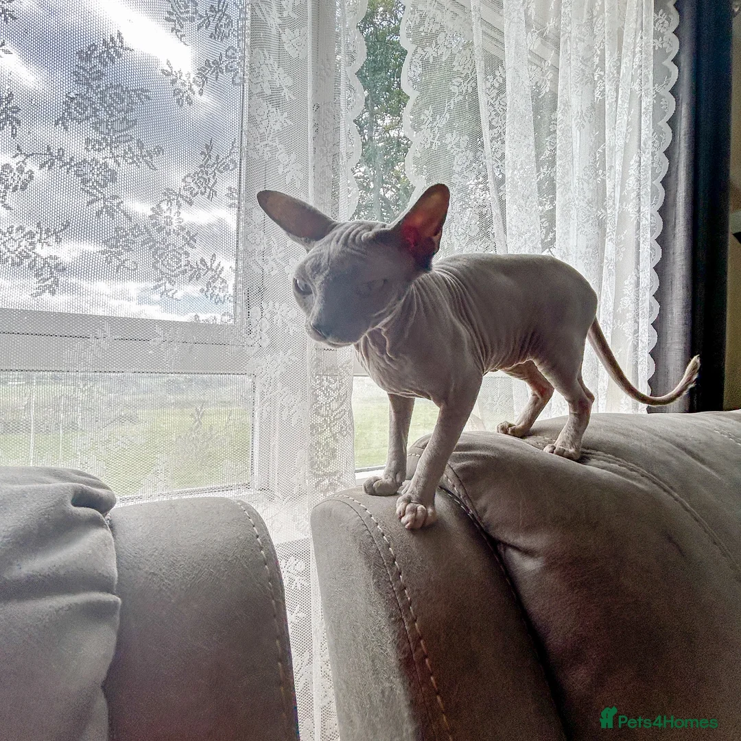 Sphynx cats for sale: Urgent - Petite Silver Sphynx Girl needs new home - Advert 1