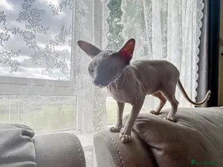 Sphynx cats Urgent - Petite Silver Sphynx Girl needs new home - Advert 5