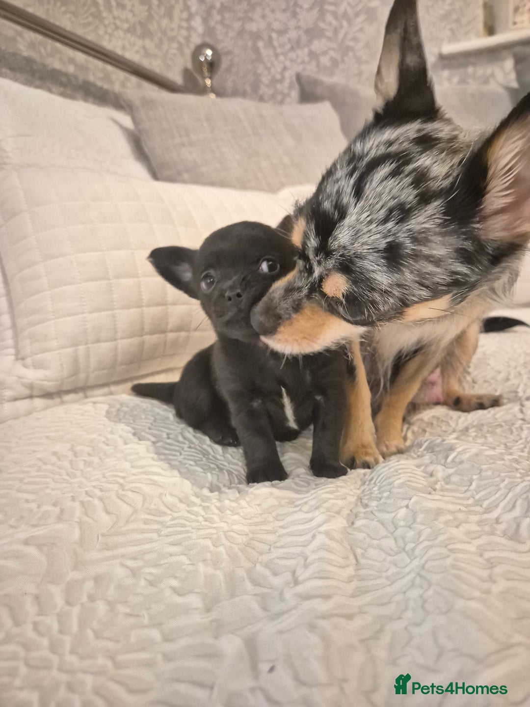 Chihuahua dogs for sale: 4 pure breed chihuahua, 2 merle  2 twins - Advert 31