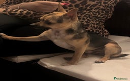 Chihuahua dogs for stud: Proven mini chihuahua stud - Image 8