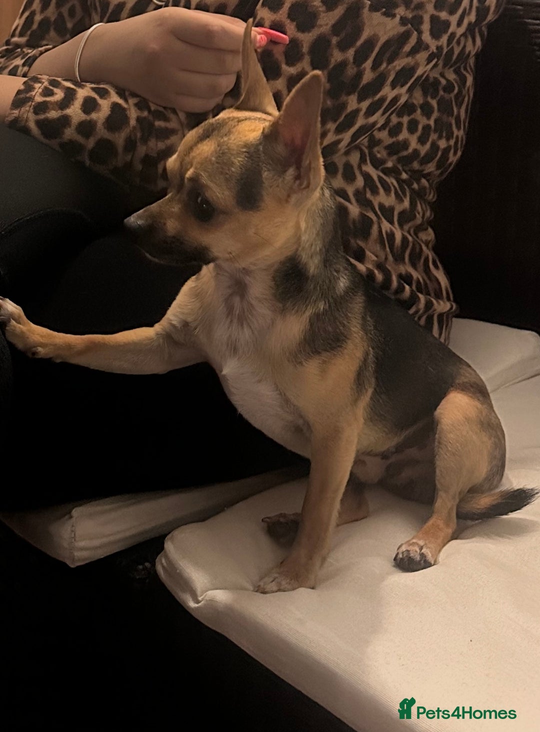 Chihuahua dogs for stud: Proven mini chihuahua stud - Image 8