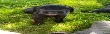 Cocker Spaniel 1