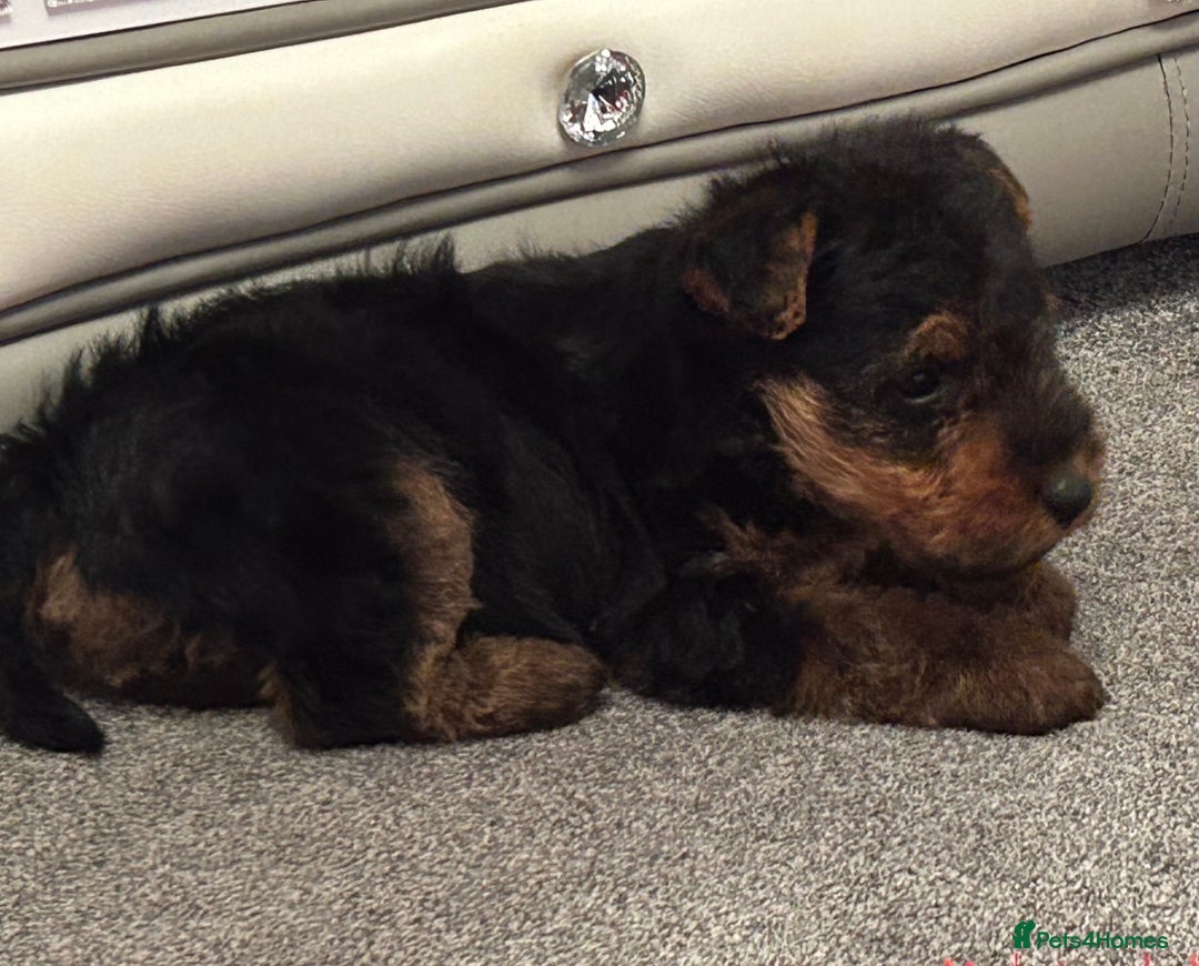 Welsh Terrier dogs for sale: Gorgeous Welshie Puppies - Advert 2