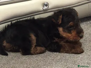 Welsh Terrier dogs Gorgeous Welshie Puppies - Advert 2