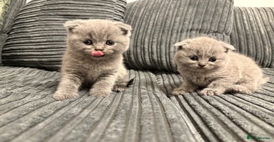 Scottish Fold cats in Herne Bay - Advert 2