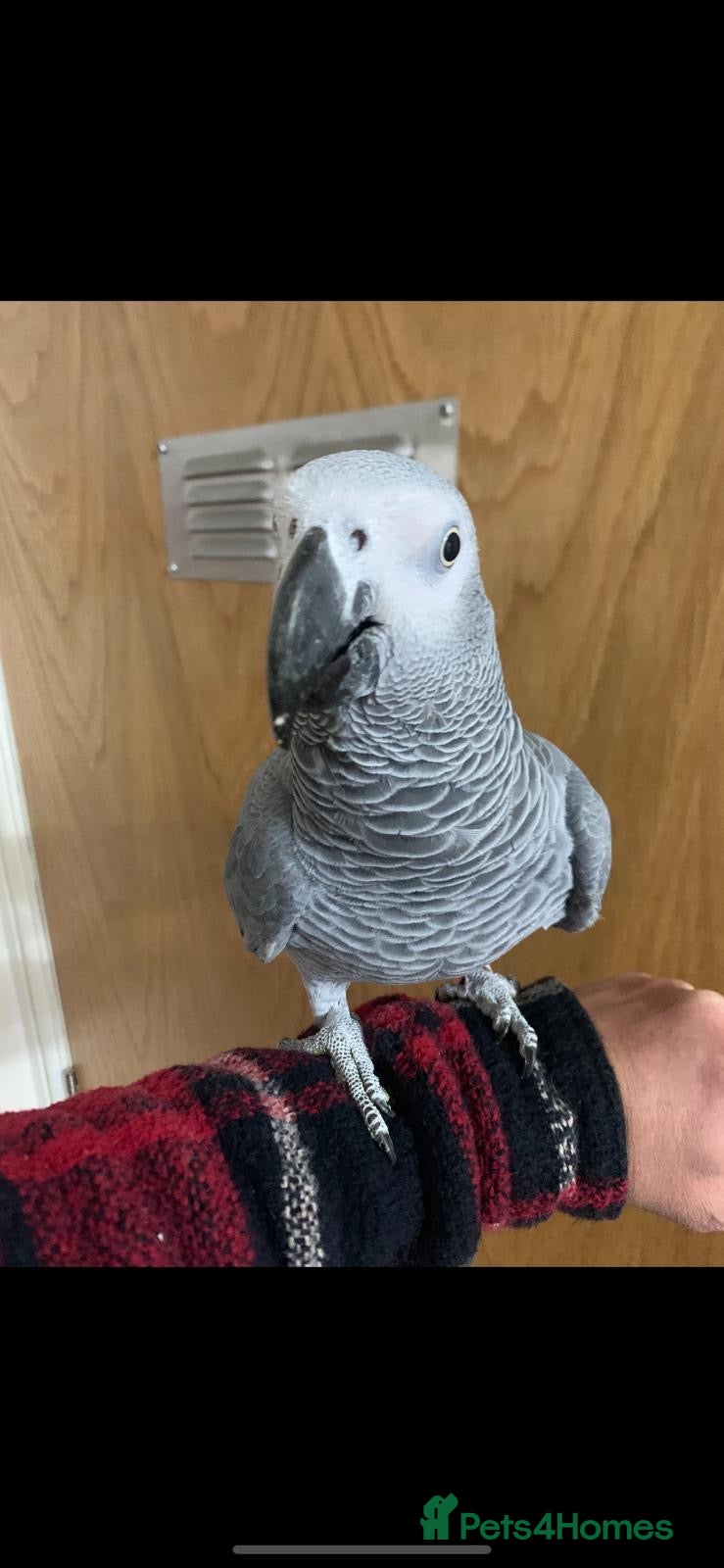 Parrots birds Tame and talkative African grey parrot  - Advert 11
