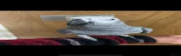Parrots birds for sale: Tame and talkative African grey parrot  - Advert 1