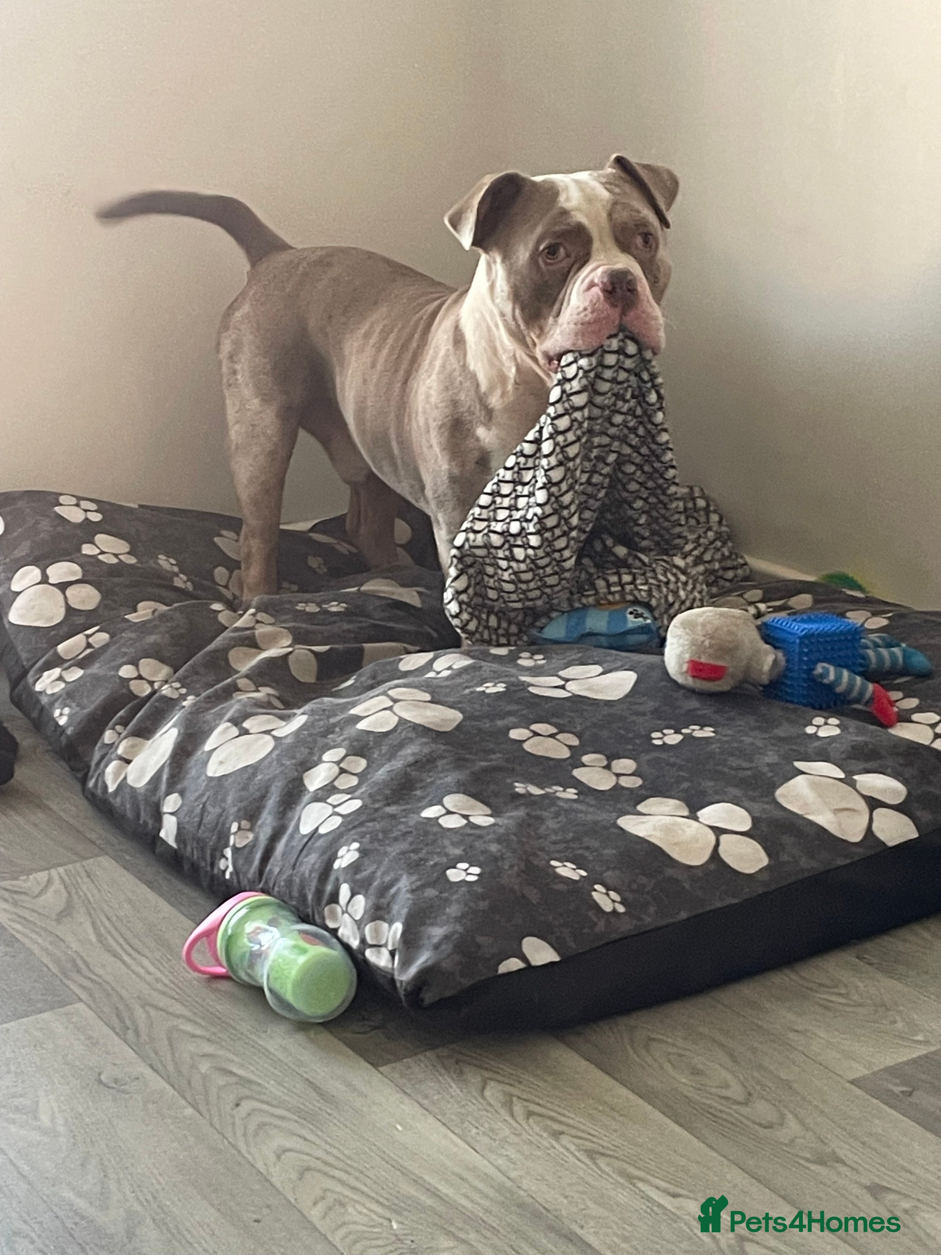 American Bully dogs Pocket bully - Advert 3