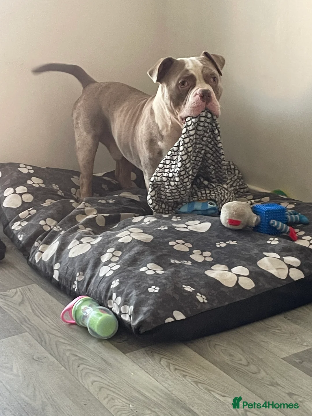 American Bully dogs for sale: Pocket bully - Advert 1