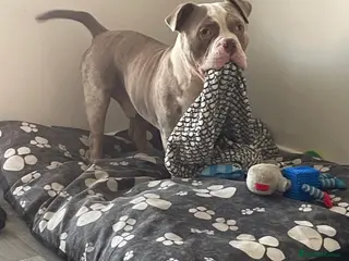 American Bully dogs Pocket bully - Advert 3