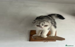 Scottish Fold cats for sale: Kittens Ready for Their Forever Homes - Image 18