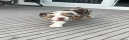 Mixed Breed dogs for sale: 12 week old, olde double bully male pup  - Advert 13