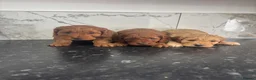 Cavapoo dogs for sale: Ready now f1 Cavapoo puppies (toy poodle) in Wingate - Advert 11