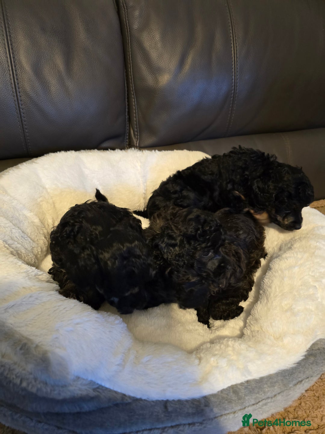 Miniature Poodle dogs for sale: 4 Amazing miniature poodles  - Advert 28
