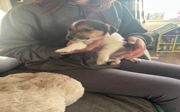 Jack Russell dogs for sale: Jack Russell pups  - Image 25