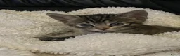 Domestic Shorthair cats for sale: Female kitten - Advert 3