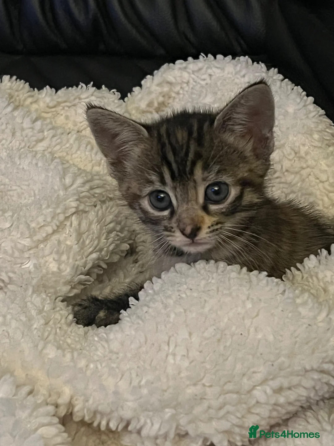 Domestic Shorthair cats for sale: Female kitten - Advert 3