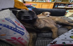 Belgian Shepherd Dog dogs for sale: Calm, loving Athena - Image 17