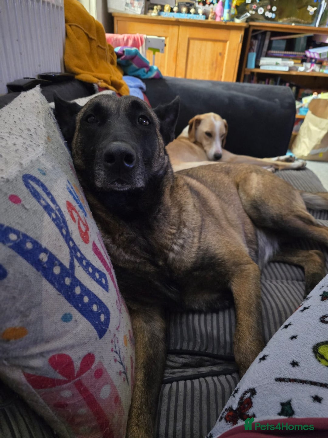 Belgian Shepherd Dog dogs for sale: Calm, loving Athena - Image 17