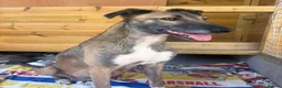 Lurcher dogs for sale: Lurcher puppy - Advert 8