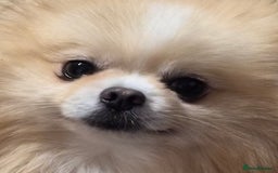 Pomeranian dogs for stud: HIGH QUALITY HALF KOREAN LINE  BOY FOR STUD in Leeds - Advert 2