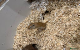 Gerbil rodents for sale: 2 male gerbils for sale - Image 6