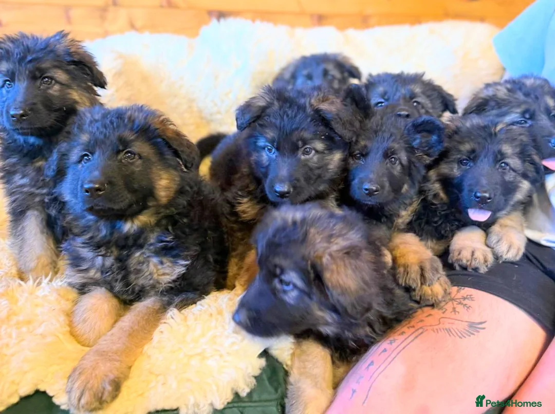 German Shepherd dogs for sale: Gorgeous long haired KC registered pups - Advert 16