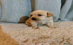 Labrador Retriever dogs for sale: Labrador Puppies - Image 10