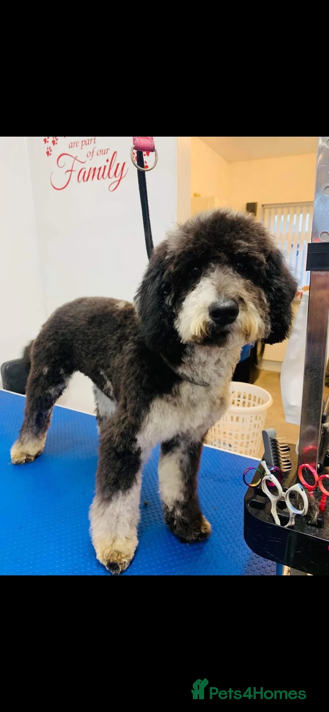 Miniature Poodle dogs for sale: Miniature poodle babies 😍😍 in Doncaster - Advert 2
