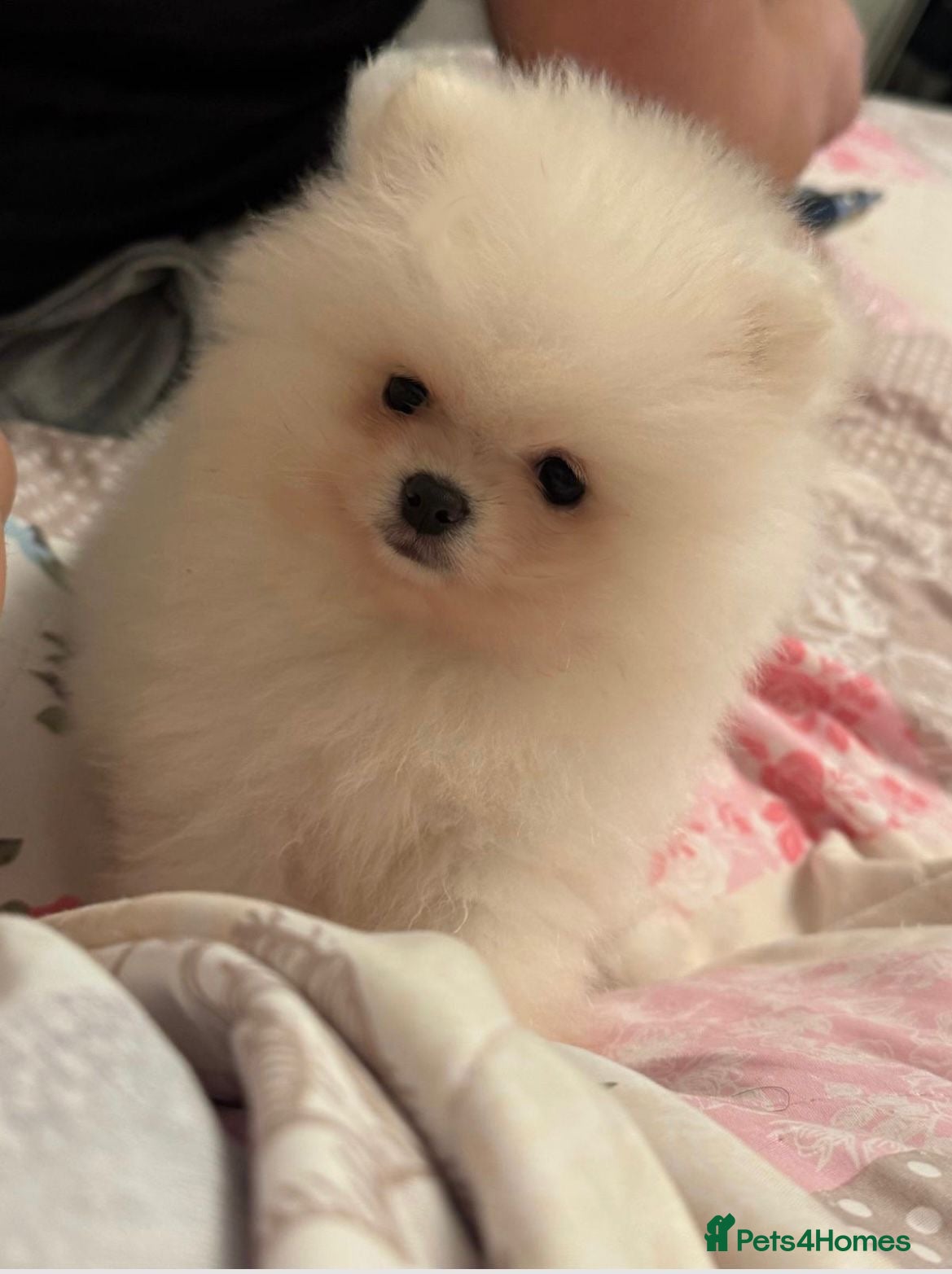 Pomeranian dogs Tiny white Pomeranian puppy  - Advert 11