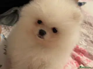 Pomeranian dogs Tiny white Pomeranian puppy - Advert 11