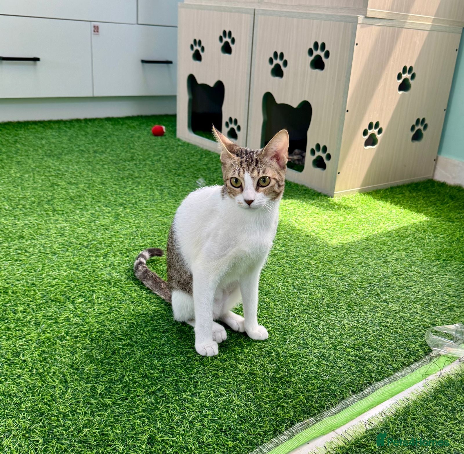 Mixed Breed cats [Indoors Only] Yuki & Suki - Adorable Siblings - Advert 5