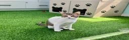 Mixed Breed cats for adoption: [Indoors Only] Yuki & Suki - Adorable Siblings - Advert 10