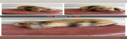 Mini Lop rabbits for sale: Gorgeous Baby Mini Lop Girls - Advert 5