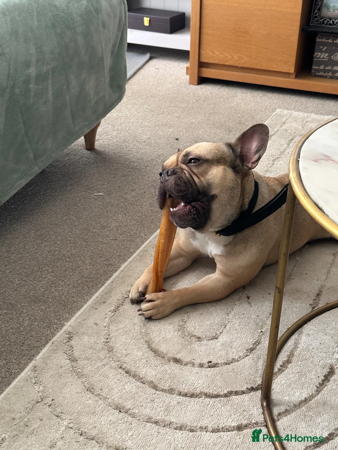 French Bulldog dogs for sale: French bulldog for sale in Saint Austell - Advert 2